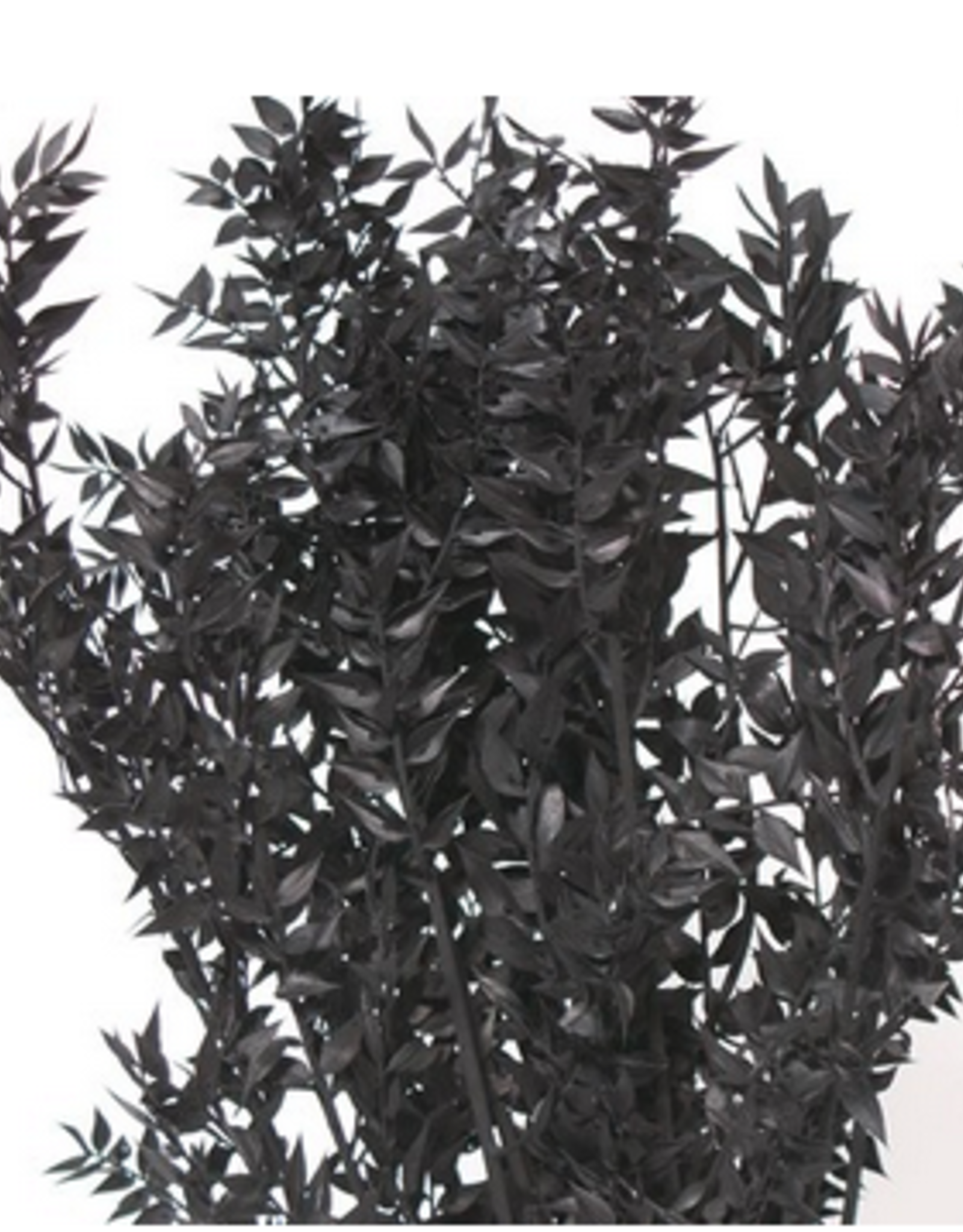 30" Black Ruscus Bunch 8oz.