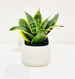 4" Sansevieria in White Mod Pot