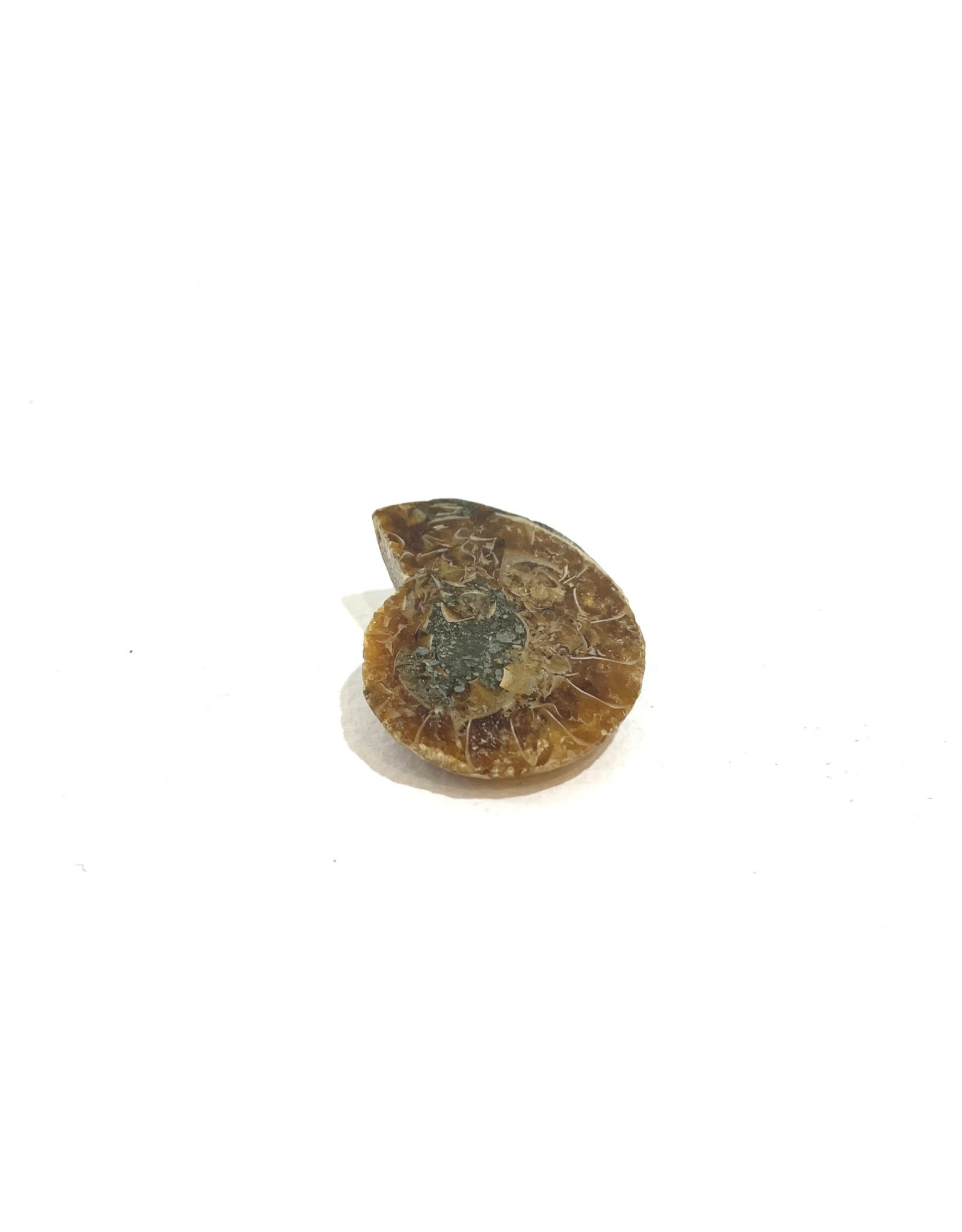 Small Ammonite Fossil Slice