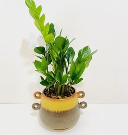 6" ZZ Plant in Brown Pot with Handles