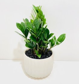 6"ZZ Plant in White Ribbed Pot