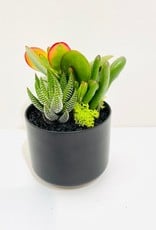 3" Succulent Arrangement in Black Kendal Pot