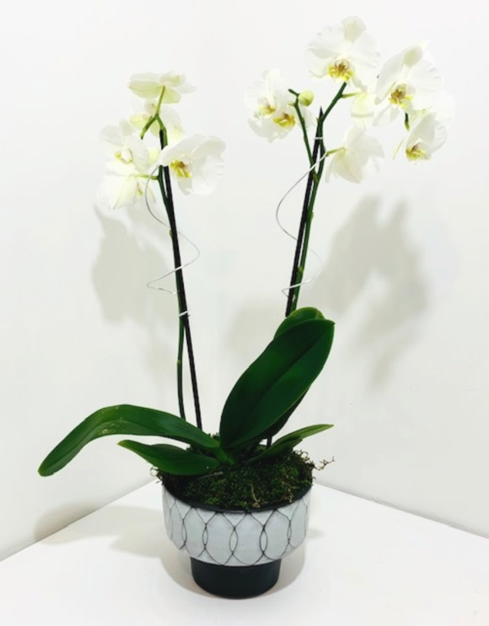 Double Stem White Orchid in Black & White Ceramic Pot