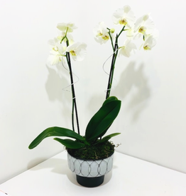 Double Stem White Orchid in Black & White Ceramic Pot