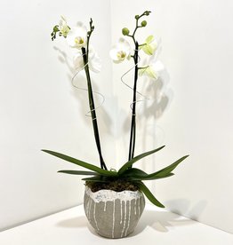 Orchid Arrangement in Thalassa Pot