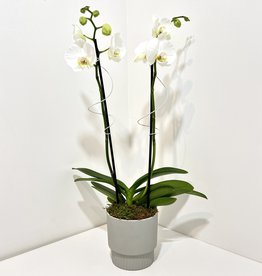 Orchid Arrangement in Grey Edgar Planter