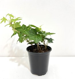 4" English Ivy