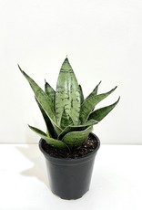 4" Sansevieria - Tri Laurentii