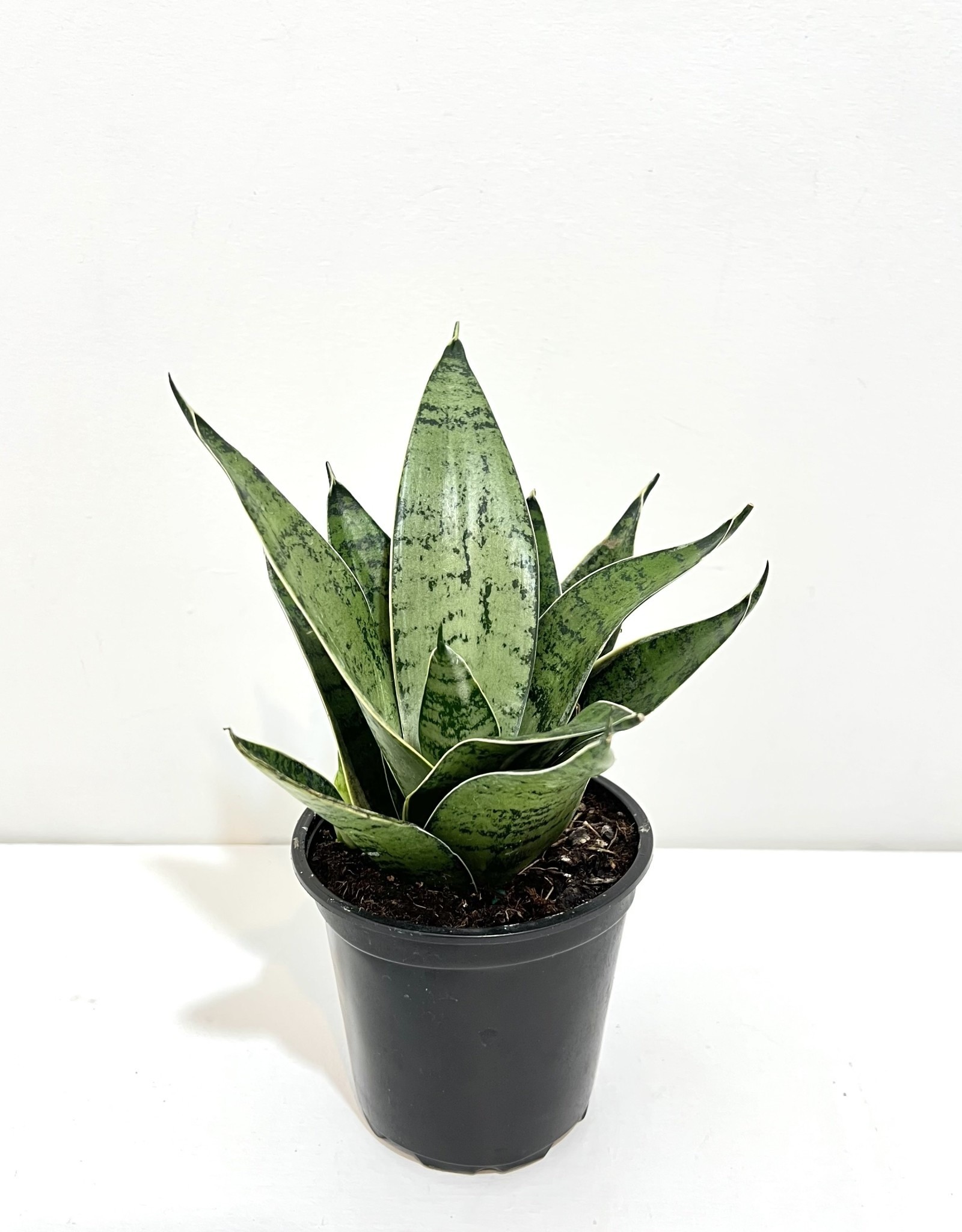 4" Sansevieria - Tri Laurentii