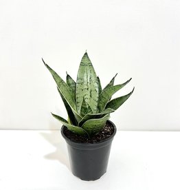 4" Sansevieria - Tri Laurentii