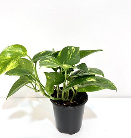 4" Pothos