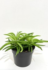 4" Peperomia - Happy Bean