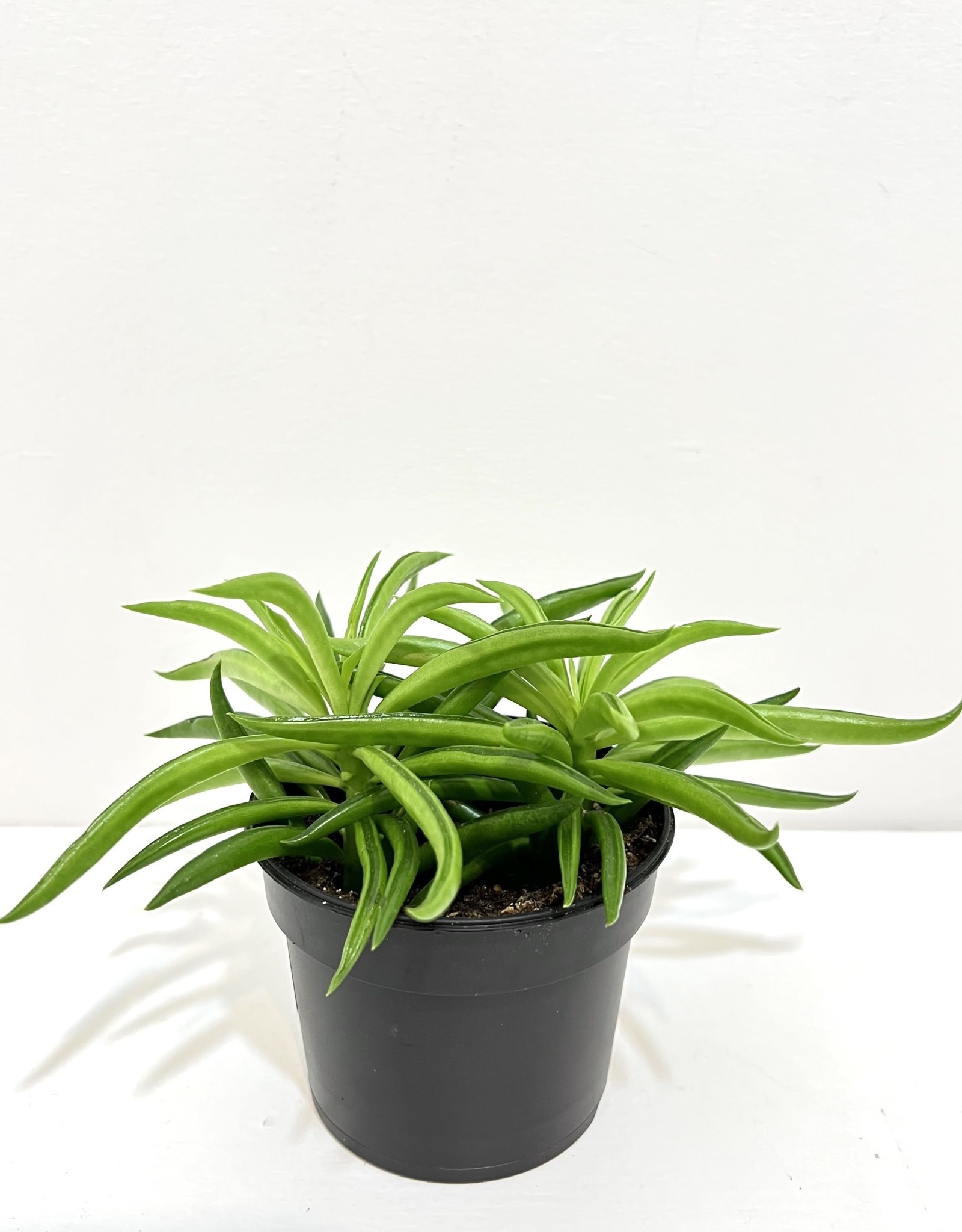 4" Peperomia - Frost