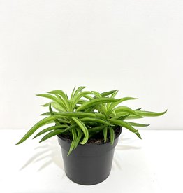 4" Peperomia - Frost