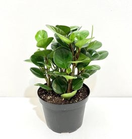 6” Peperomia - Green Leaf