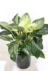 6" Philodendron - Birkin
