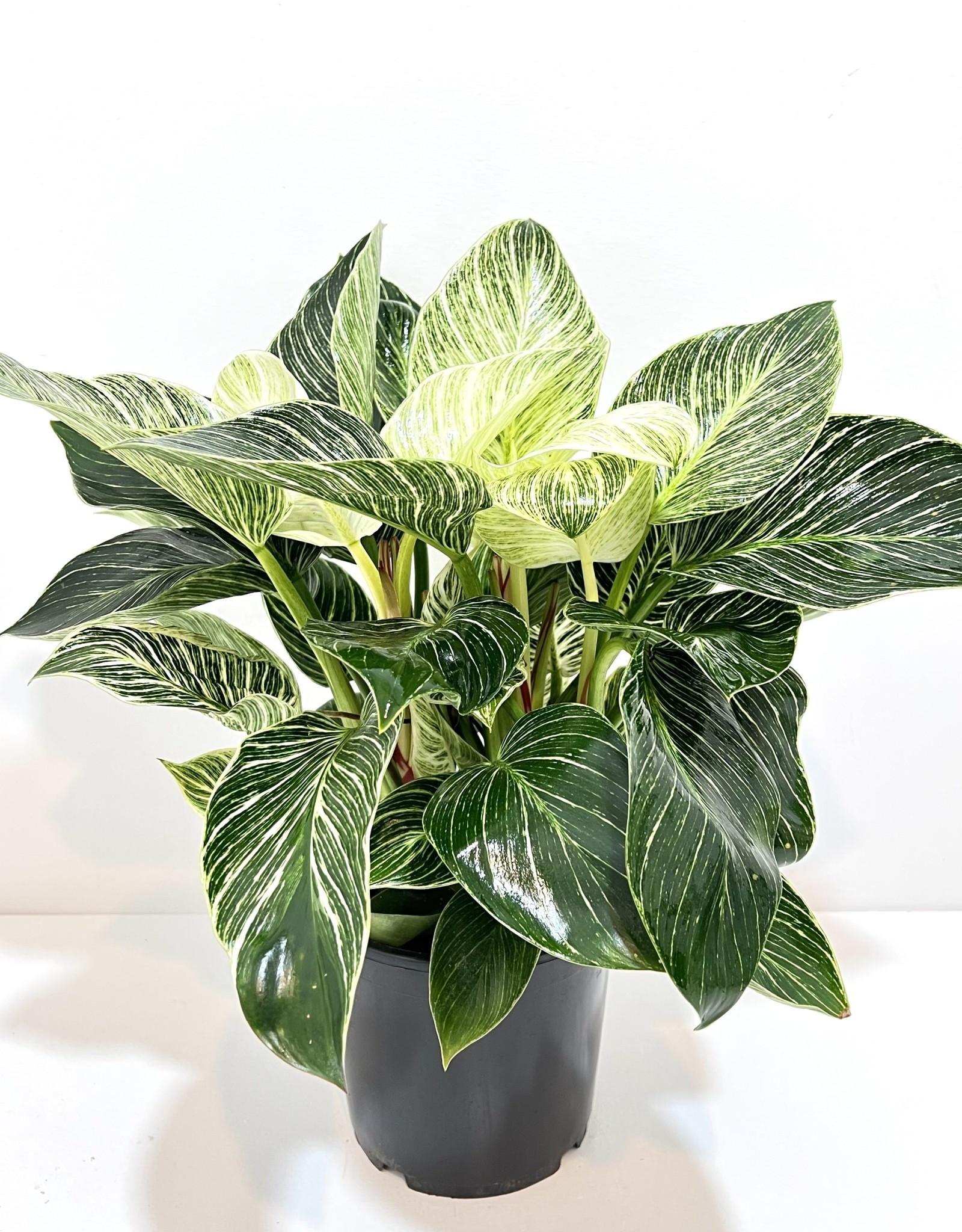 6" Philodendron - Birkin