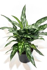 6" Green Leaf Aglaonema