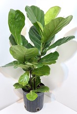 10" Fiddle Leaf Fig Bush