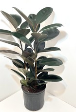 10" Burgundy Ficus Elastica Rubber Plant