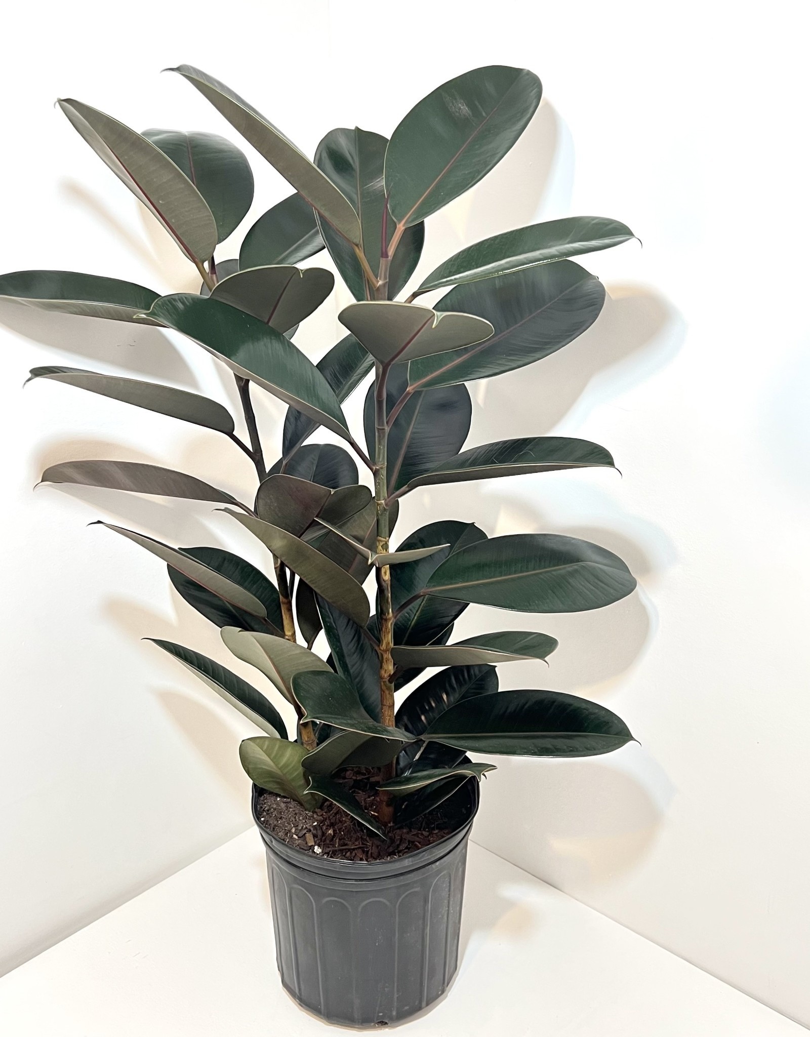 10" Burgundy Ficus Elastica Rubber Plant