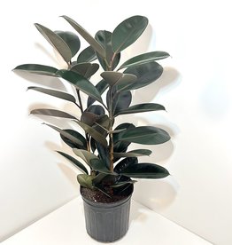 10" Burgundy Rubber Plant