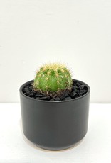 3" Assorted Cactus in Black Kendell Pot