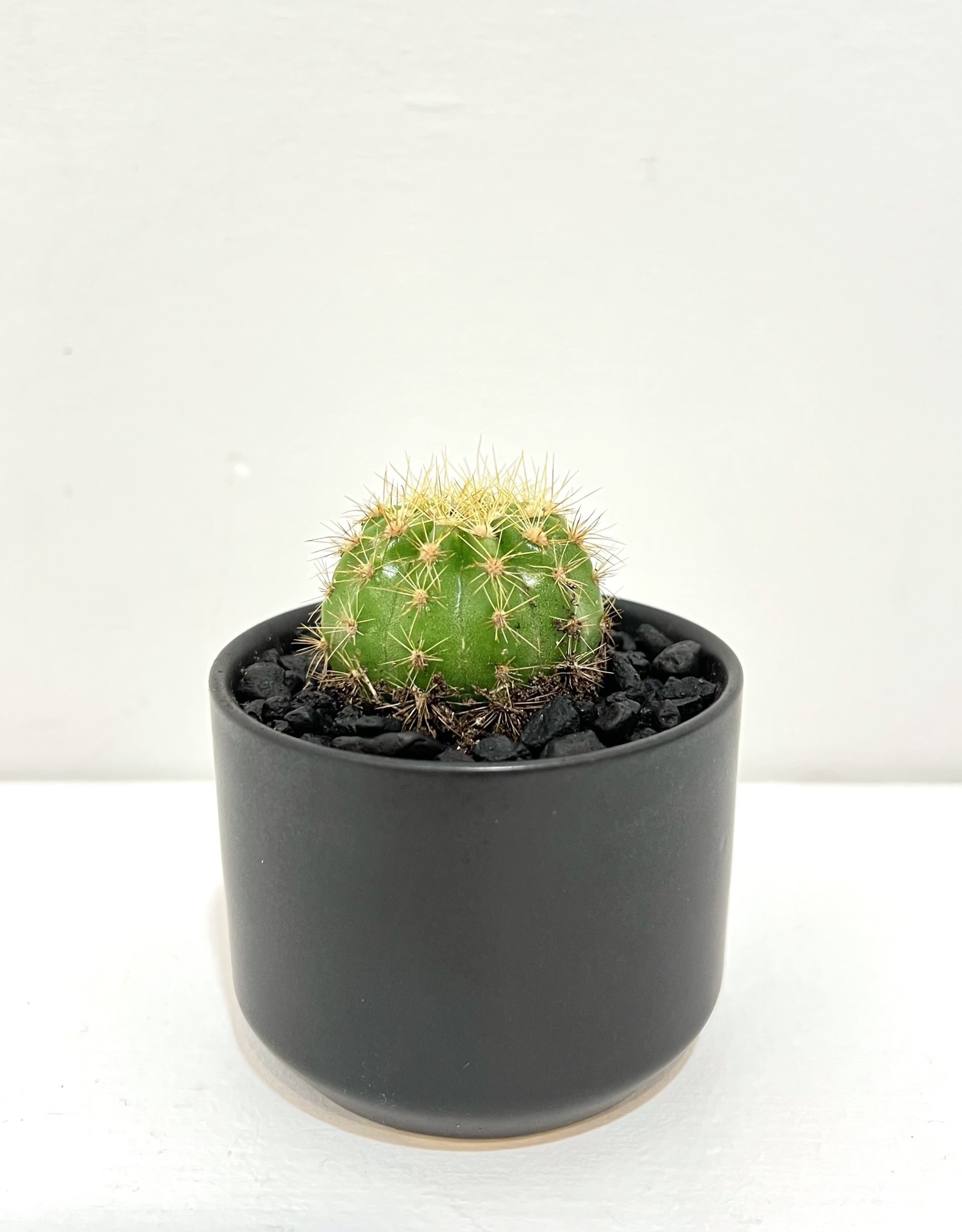 3" Assorted Cactus in Black Kendell Pot