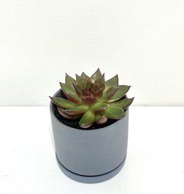 4" Assorted Succulent in Grey Black Dojo Pot with Saucer