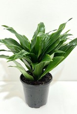 4" Janet Craig Dracaena
