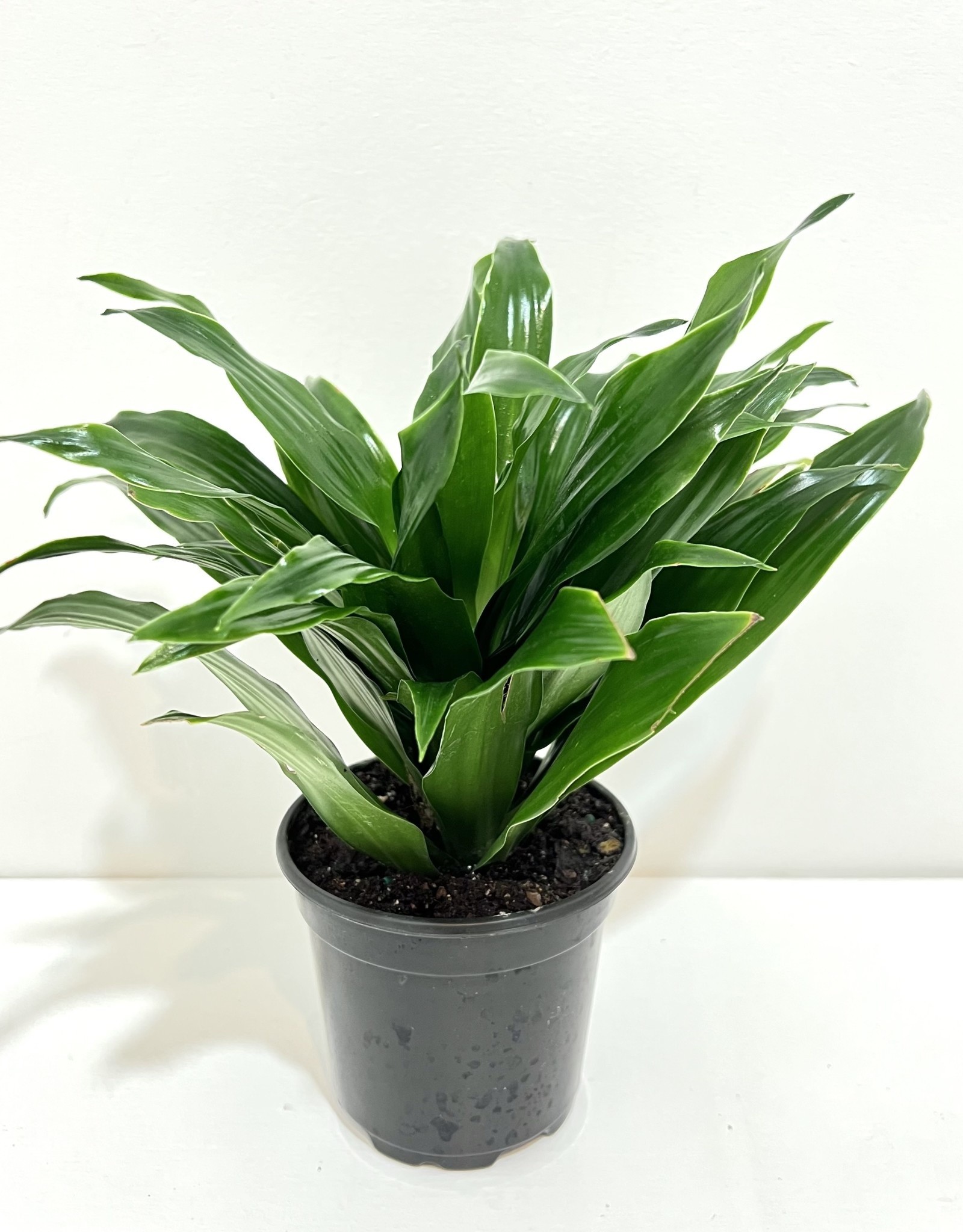 4" Janet Craig Dracaena