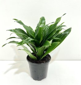 4" Janet Craig Dracaena