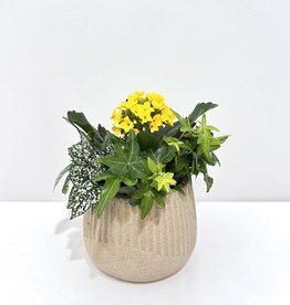 4" Flowering Plant Arrangement in Textured Barrel Pot