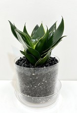 6" Sansevieria in Glass Pot with Saucer