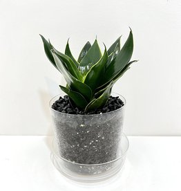 6" Sansevieria in Glass Pot with Saucer