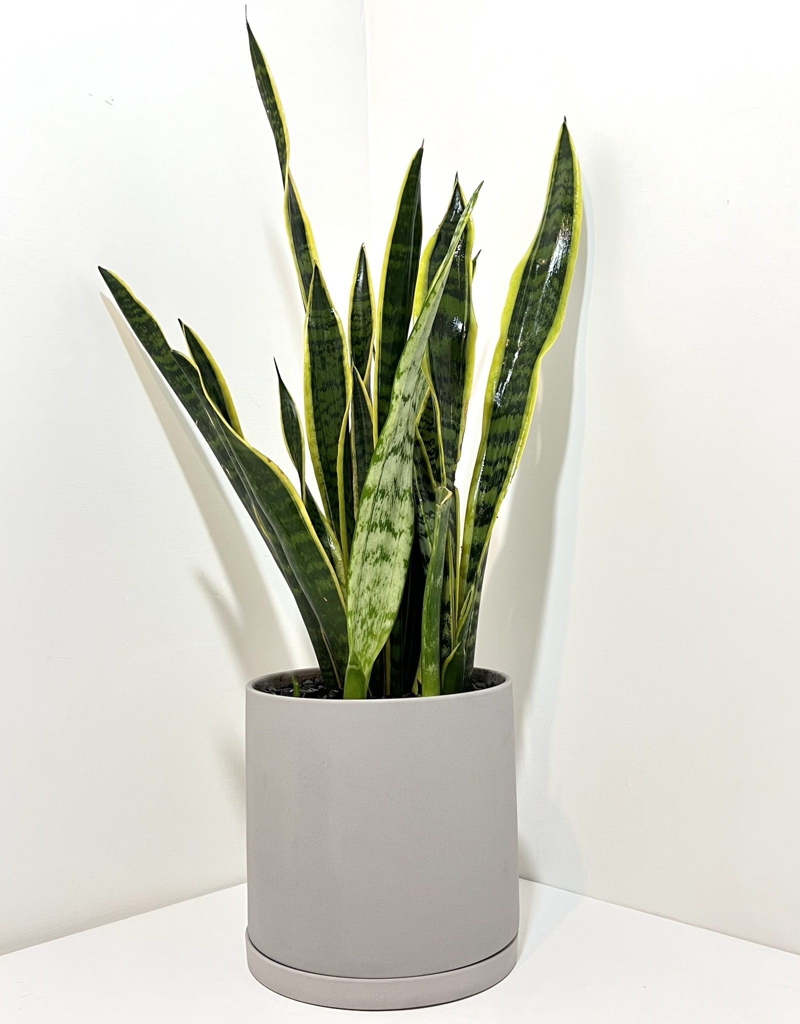 6" Yellow Sansevieria in Light Grey Dojo Pot with Saucer