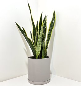 6" Yellow Sansevieria in Light Grey Dojo Pot with Saucer