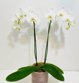 Double Stem White Orchid in Brown Patterned Pot