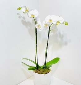 Double Stem White Orchid in White Lund Pot