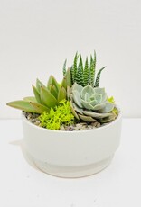 3" Succulent Arrangement in White Bowl