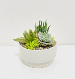 3" Succulent Arrangement in White Bowl