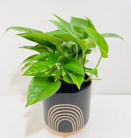 4" Pothos in Asha Rainbow Pot