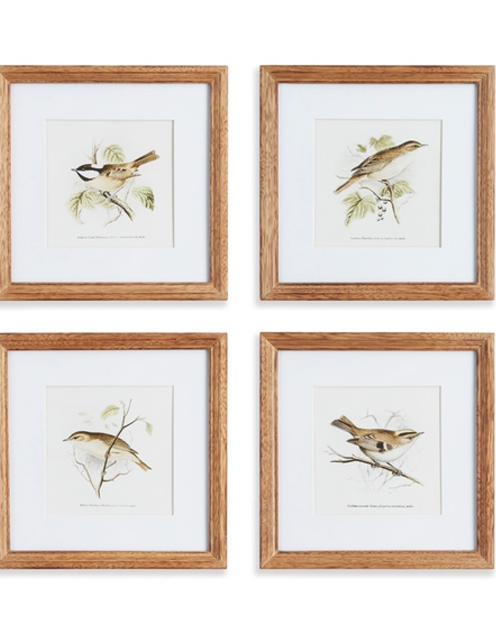 Petite Perching Bird Study Print L12" - 4 Assorted