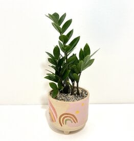 4" ZZ in Hand Painted Rainbow Pot