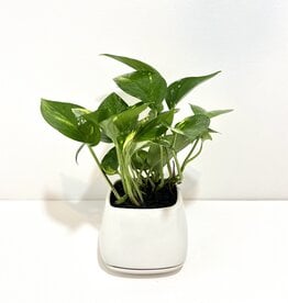 4" Pothos in White Mod Cube Planter