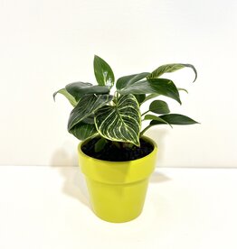 4" Philodendron Birkin in Malibu Pot