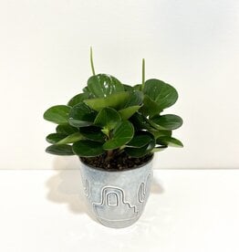 5" Peperomia in Blue Topac Pot