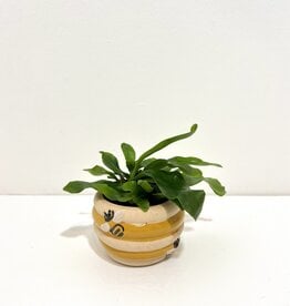 2.5” Fern in Small Beehive Planter