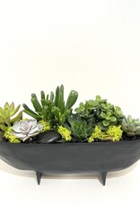 11" Succulent Arrangement in Black Talua Footed Boat