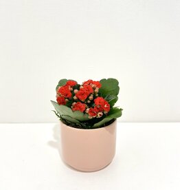 3" Flowering Plant Arrangement in Pink Kendell Pot